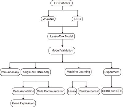 Construction and validation of a novel senescence-related risk score can help predict the prognosis and tumor microenvironment of gastric cancer patients and determine that STK40 can affect the ROS accumulation and proliferation ability of gastric cancer cells